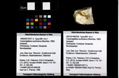 Foto (Objekt + Etikett) von Cracensigillatus acutirostrus (Moericke, 1889)  (NHMW-GEO-1990-0041-0377a)